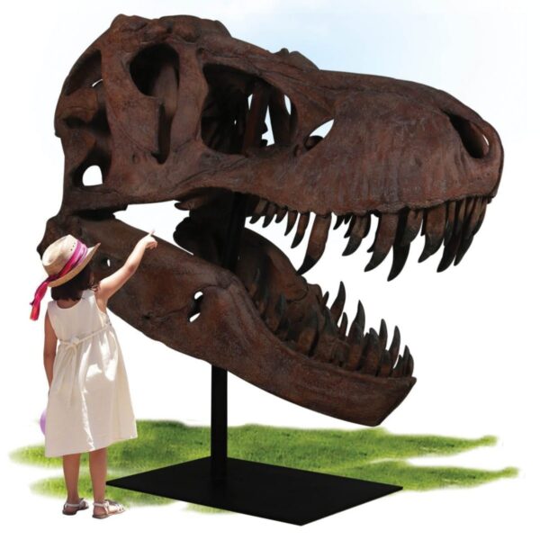 Dinosaur Prehistoric Prehistoric Fossils bones Giant T Rex Skull Product Gallery  px px