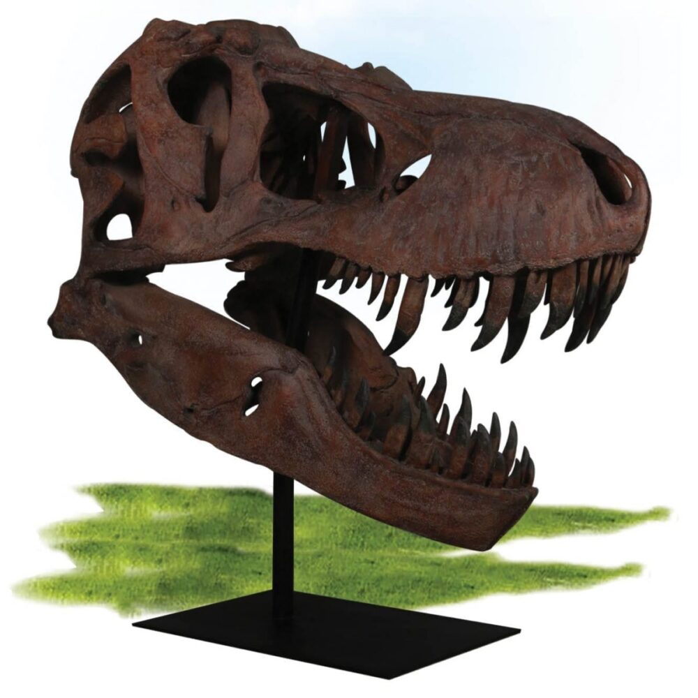 Prehistoric Fossils & Bones