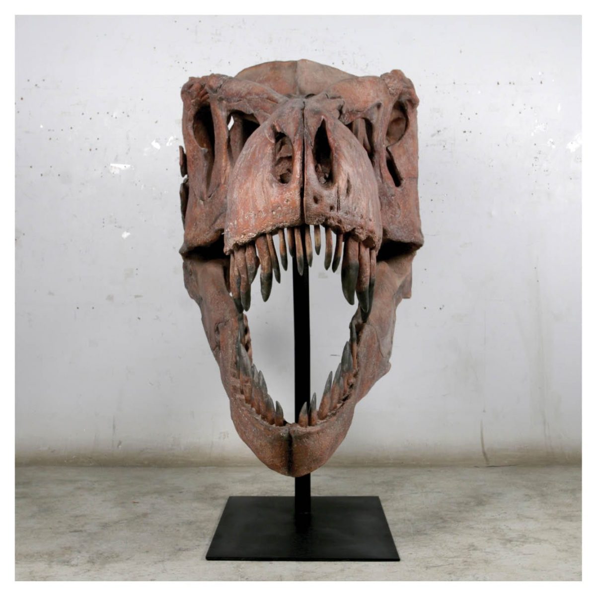 Natureworks Australia Dinosaur Prehistoric Prehistoric Fossils bones Giant T Rex Skull Product Gallery px px