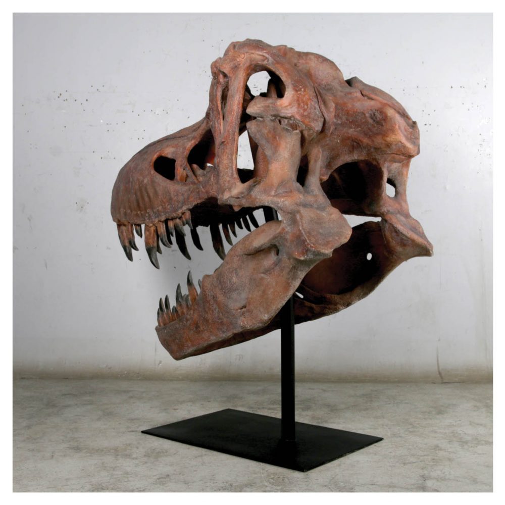 Dinosaur Prehistoric Prehistoric Fossils bones Giant T Rex Skull Product Gallery  px px