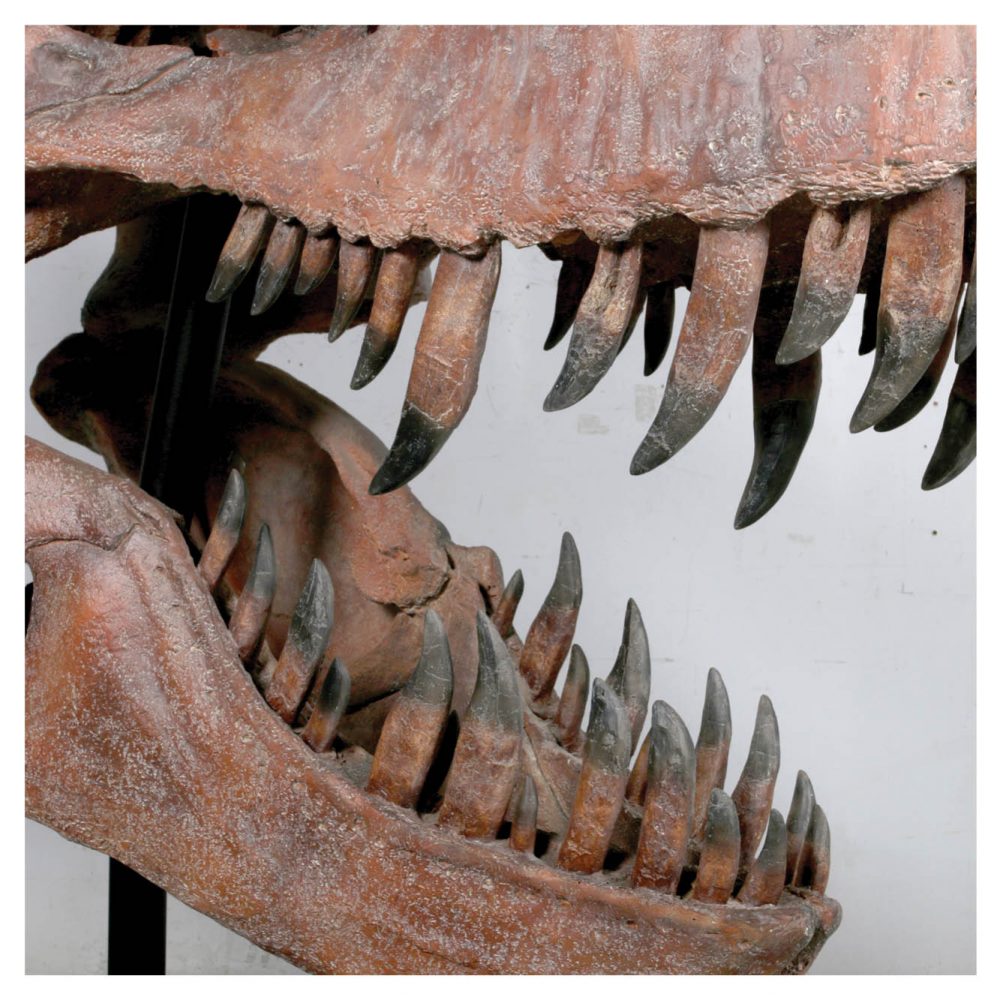 Dinosaur Prehistoric Prehistoric Fossils bones Giant T Rex Skull Product Gallery  px px