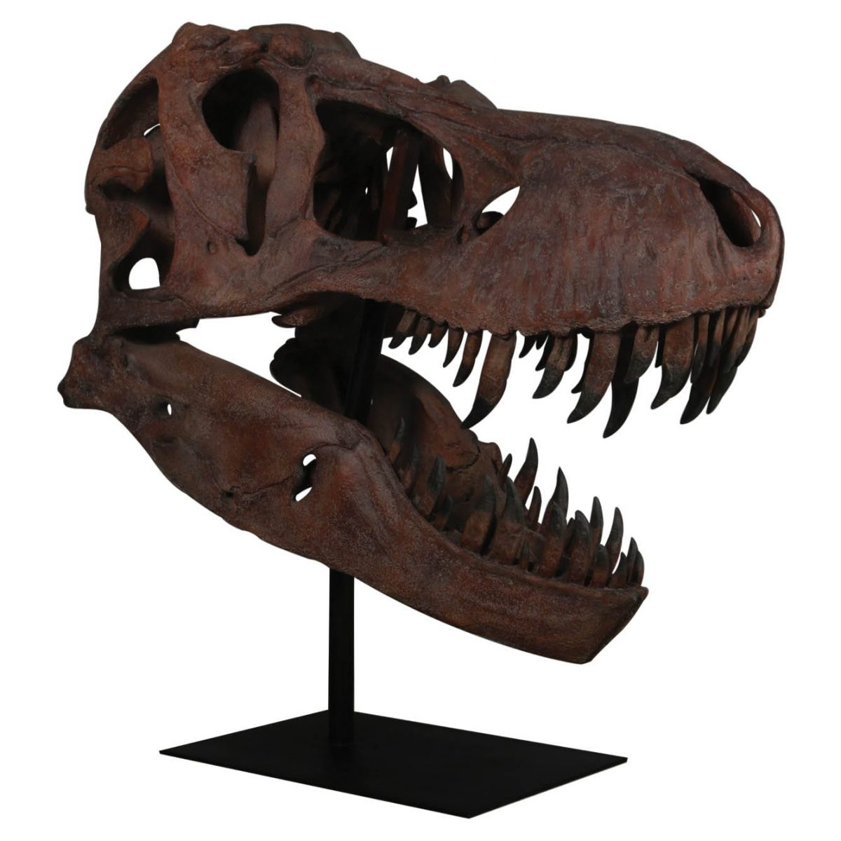 Natureworks Australia Dinosaur Prehistoric Prehistoric Fossils bones Giant T Rex Skull Product Gallery px px