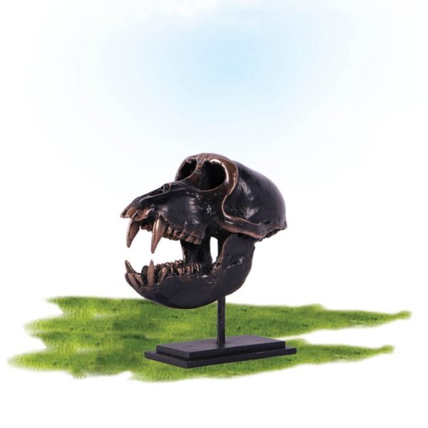 Dinosaur Prehistoric Prehistoric Fossils bones Macaque Skull on base Product Gallery  px px