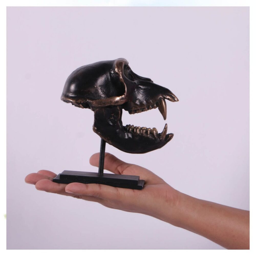 Dinosaur Prehistoric Prehistoric Fossils bones Macaque Skull on base Product Gallery  px px