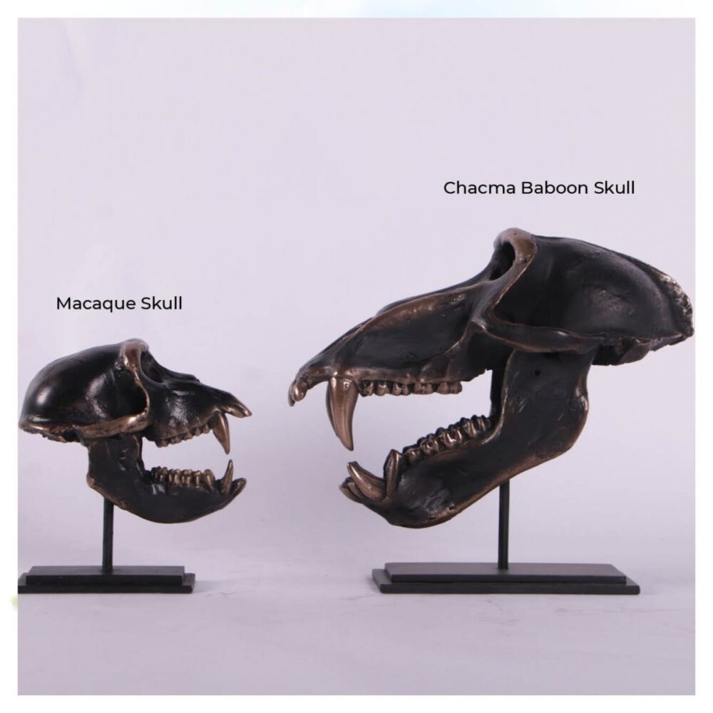 Dinosaur Prehistoric Prehistoric Fossils bones Macaque Skull on base comparison Product Gallery  px px