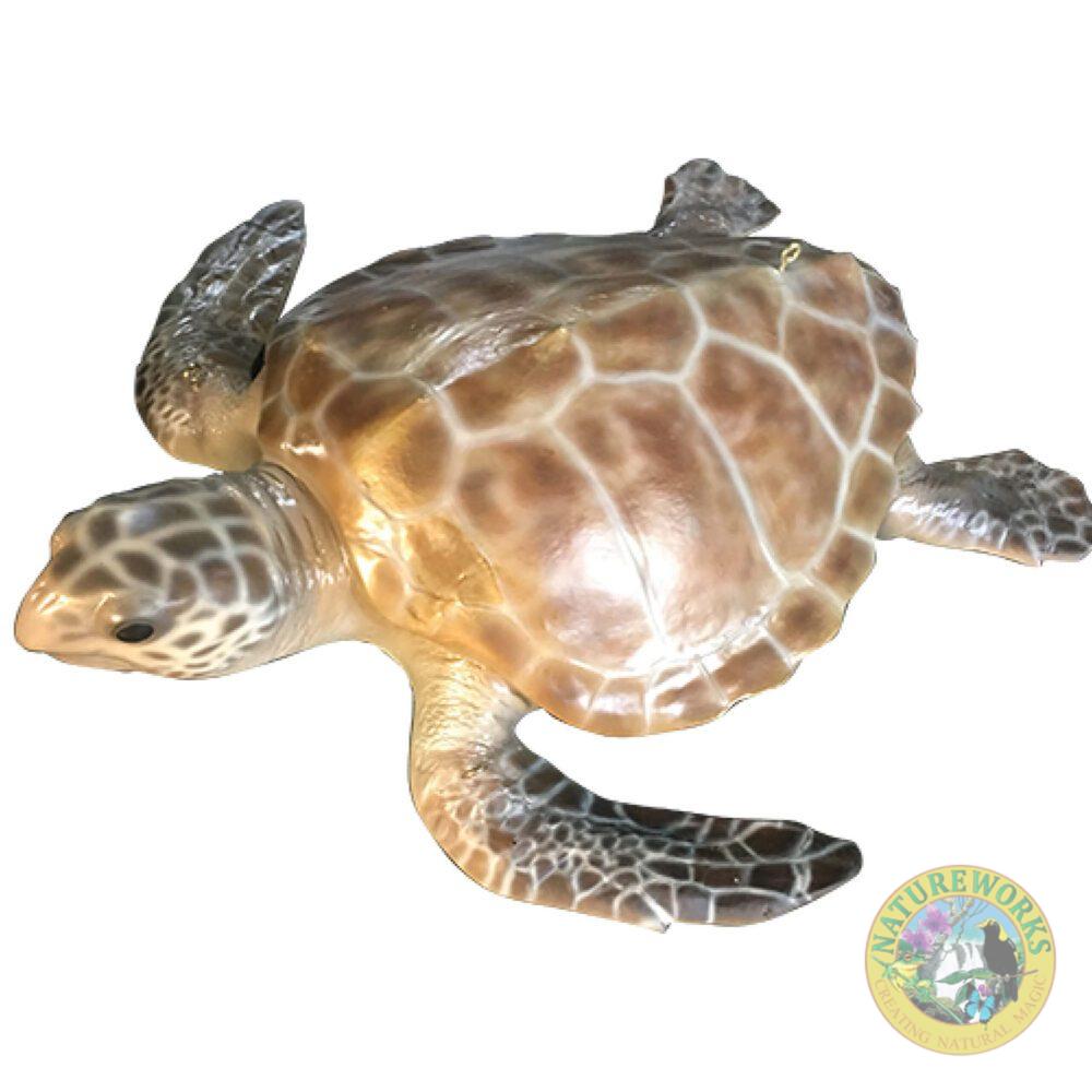 Natureworks Australia Hawksbill Turtle - realistic Museum quality sculpture - for museums.- showing top angle view