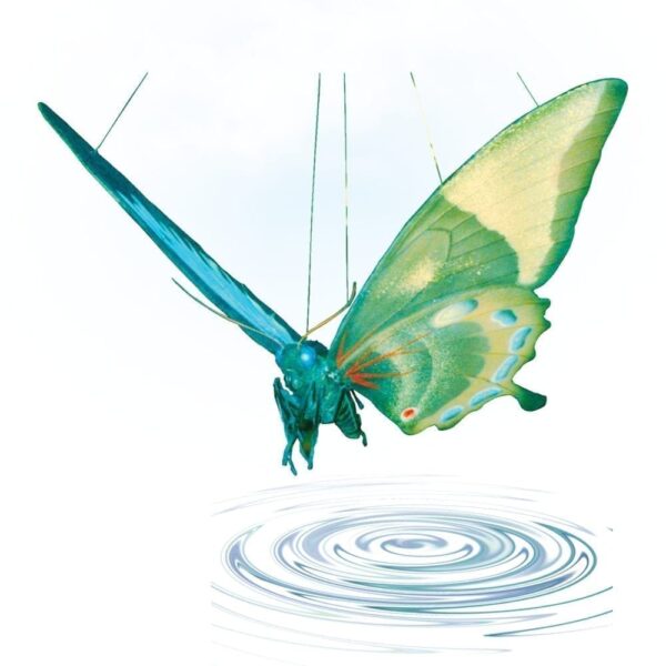 BirdwingButterfly Giant