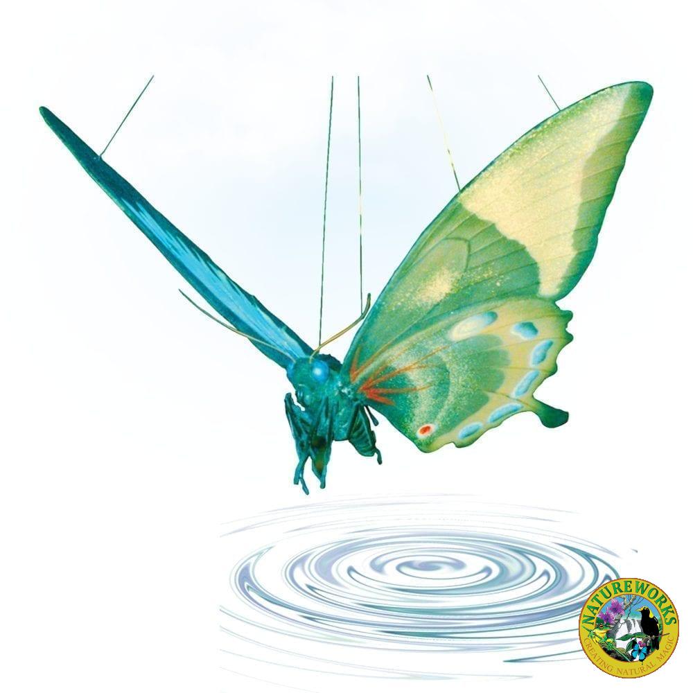 BirdwingButterfly Giant