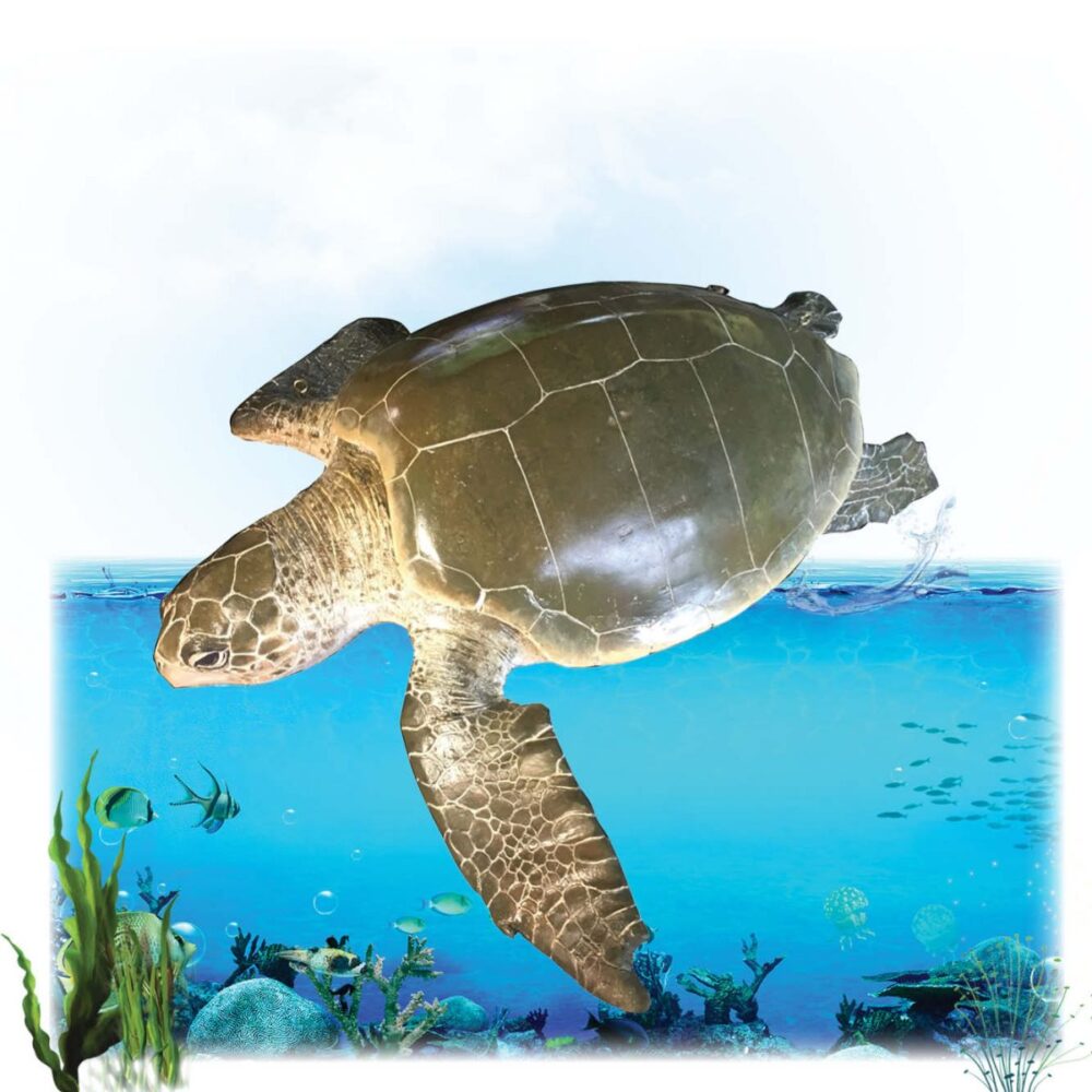 Marine Turtles