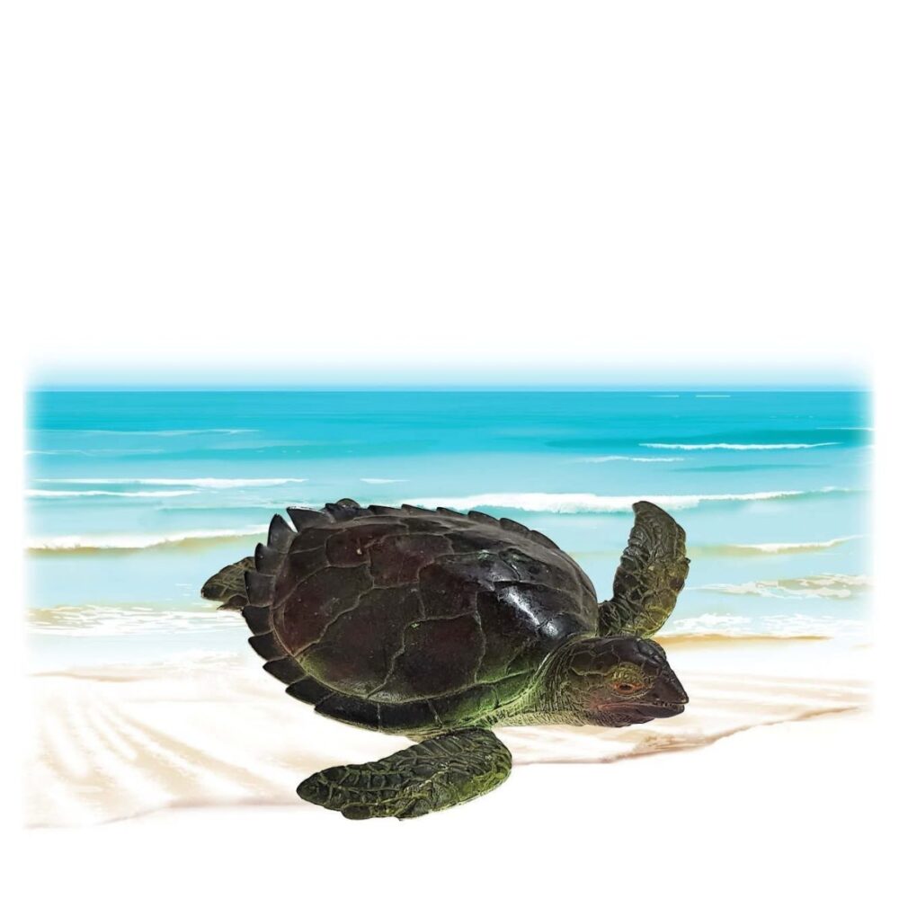 Mammals Marine Life Marine Reptiles Green Turtle Juvenile Product Image V px px