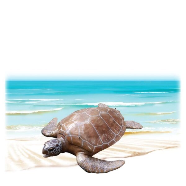 Mammals Marine Life Marine Reptiles Green Turtle Large Product Image V px px