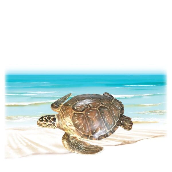 Mammals Marine Life Marine Reptiles Green Turtle Small Product Image V px px