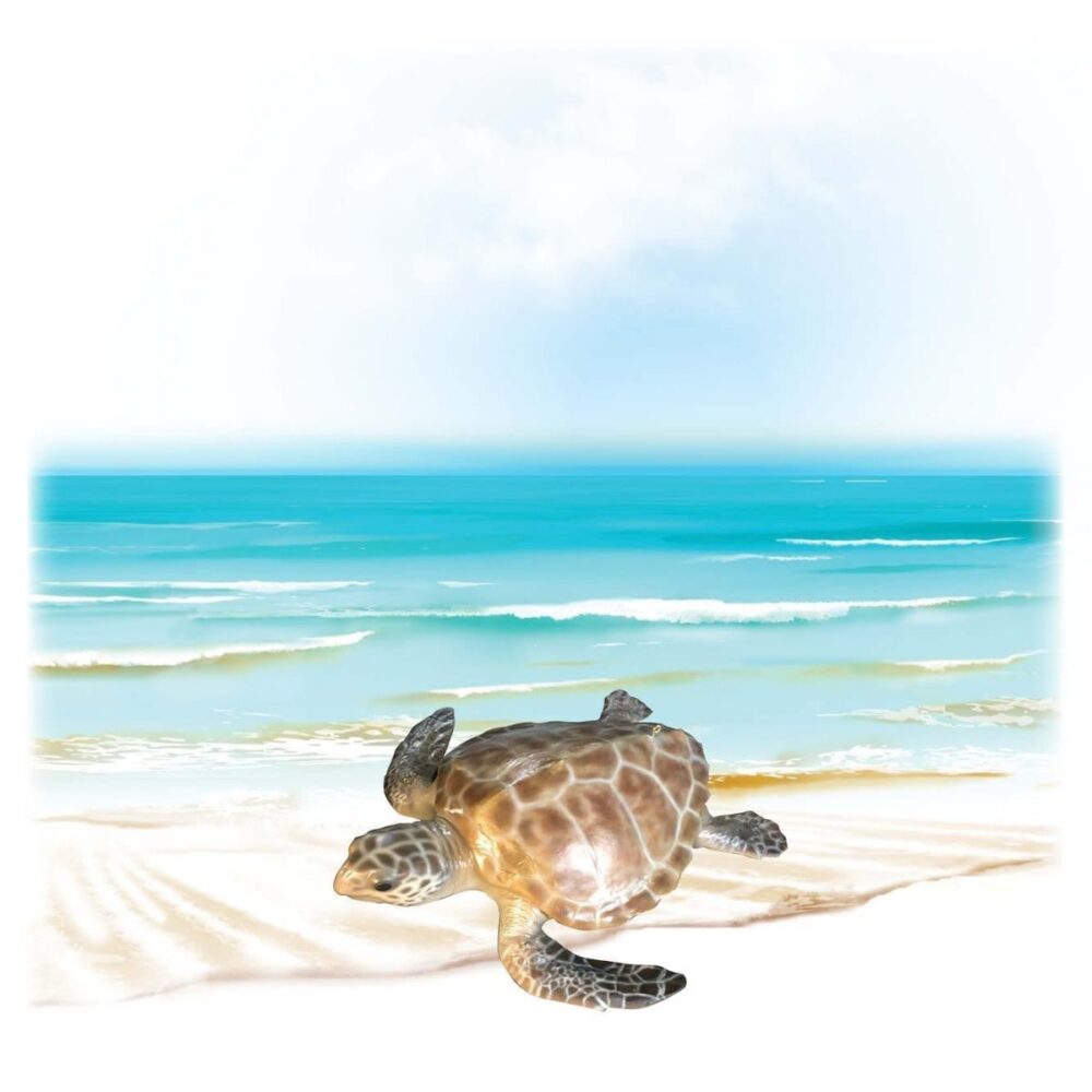 Mammals Marine Life Marine Reptiles Hawksbill Turtle Product Image V px px