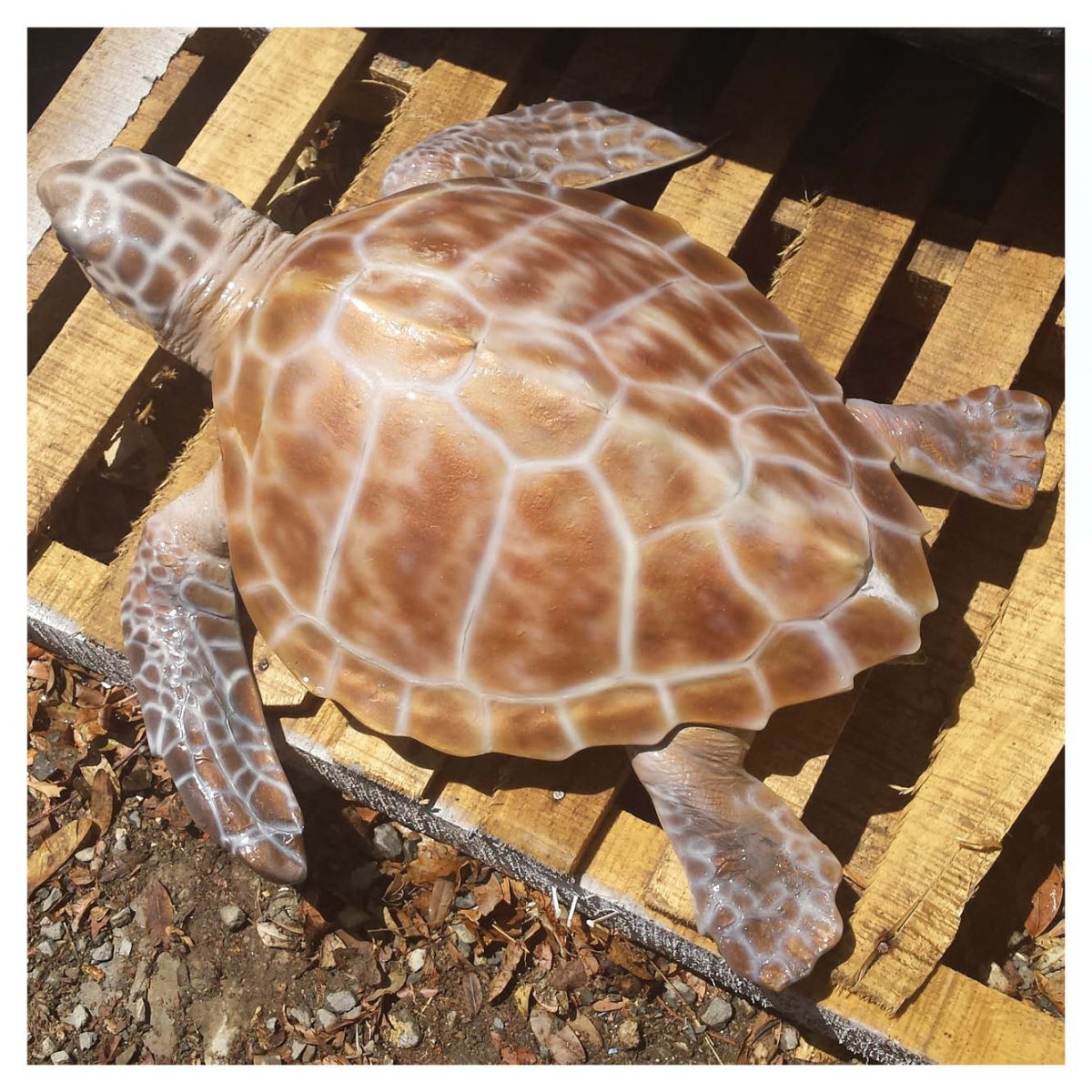 Natureworks Australia Mammals Marine Life Marine Reptiles Hawksbill Turtle Product Image V px px