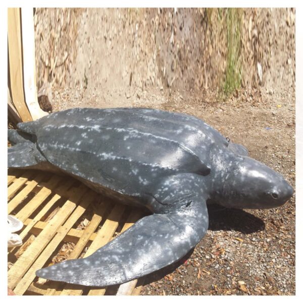 Mammals Marine Life Marine Reptiles Loggerhead Turtle Product Image V px px