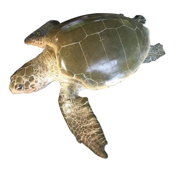 Mammals Marine Life Marine Reptiles Olive Ridley Turtle Product Image V px