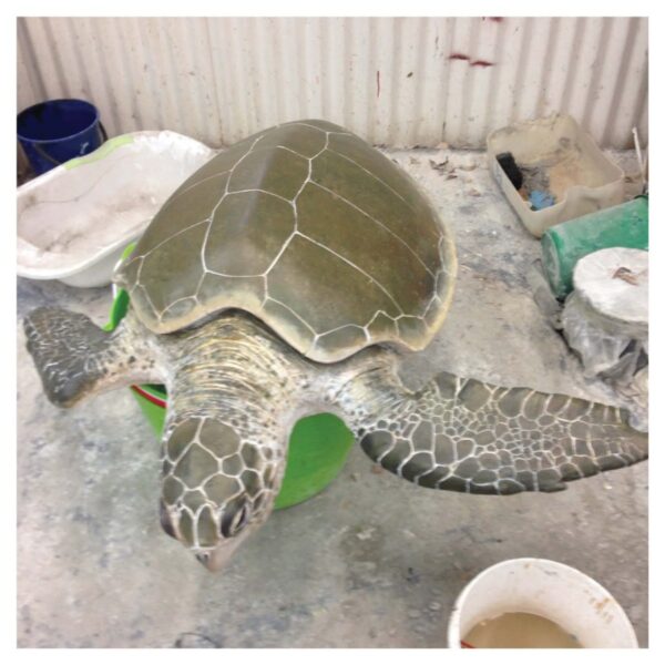 Mammals Marine Life Marine Reptiles Olive Ridley Turtle Product Image V px px