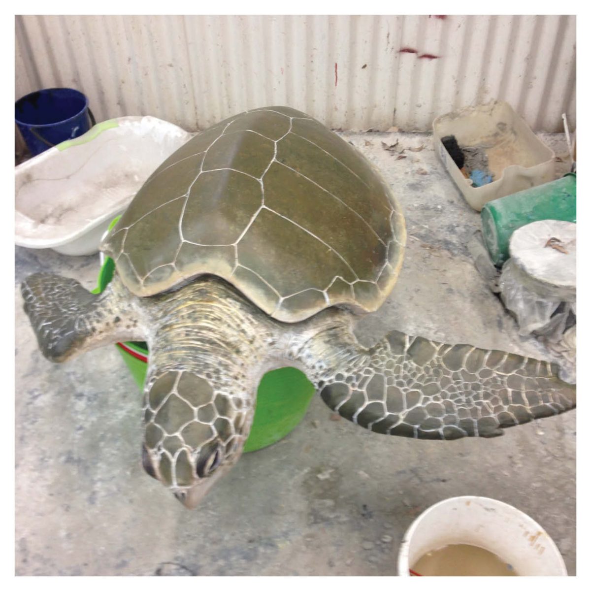 Natureworks Australia Mammals Marine Life Marine Reptiles Olive Ridley Turtle Product Image V px px