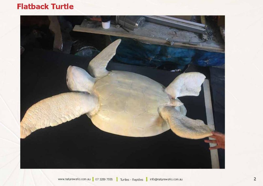 Natureworks Turtles Page