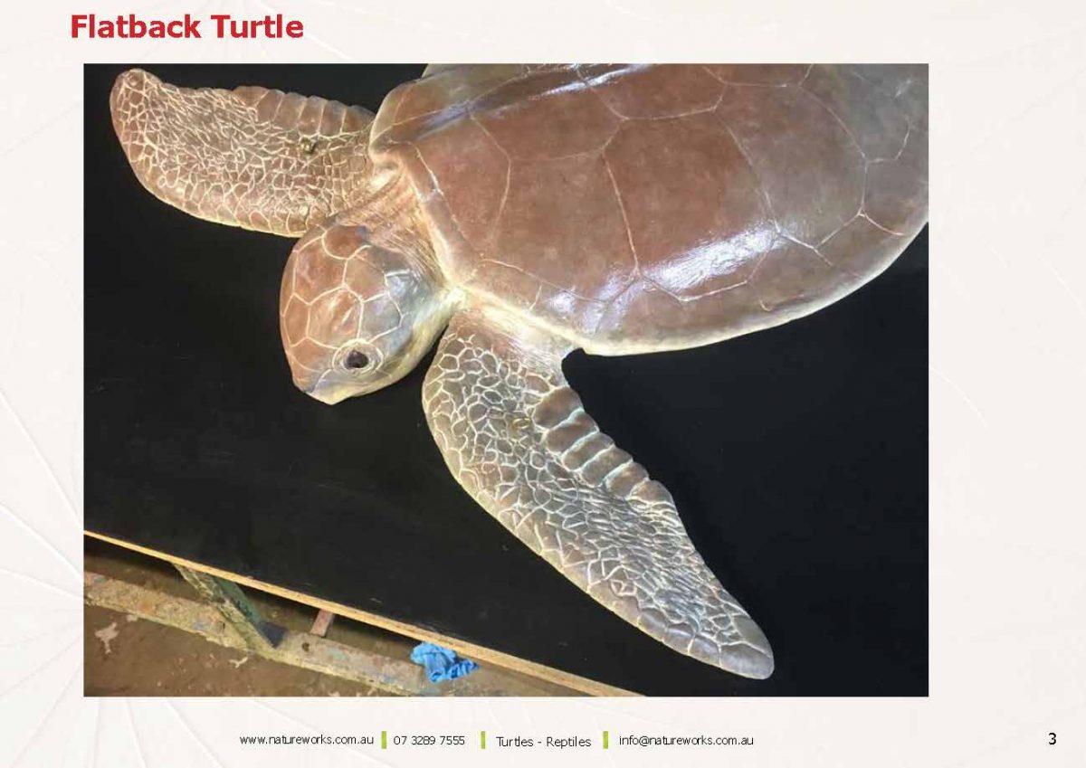Natureworks Australia Natureworks Turtles Page