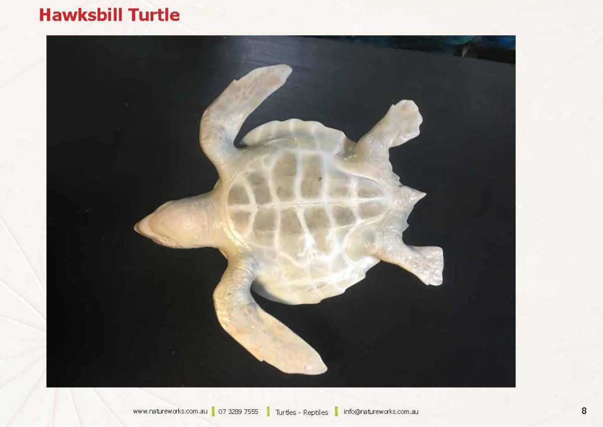 Natureworks Australia Natureworks Turtles Page