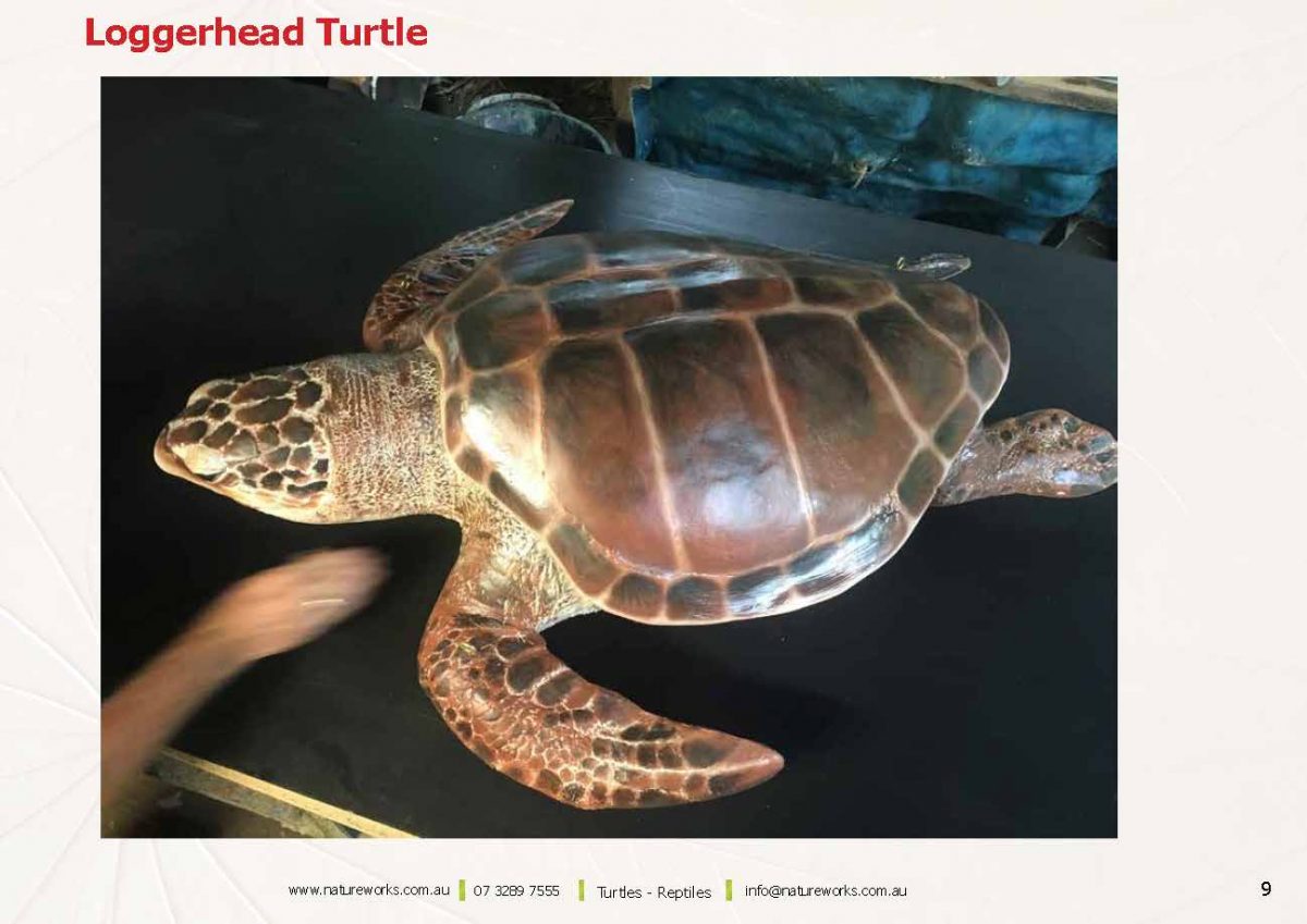 Natureworks Australia Natureworks Turtles Page