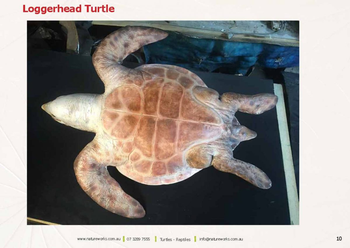 Natureworks Australia Natureworks Turtles Page