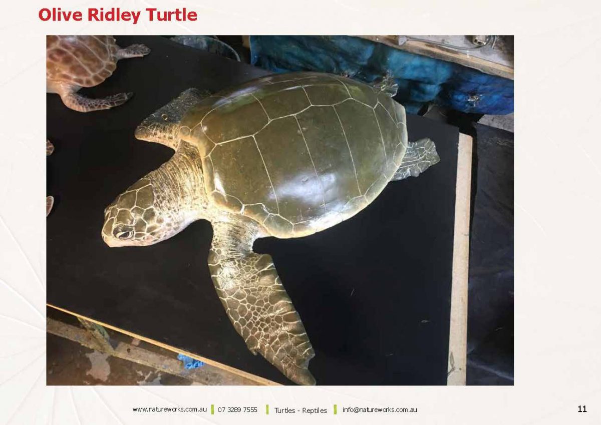 Natureworks Australia Natureworks Turtles Page