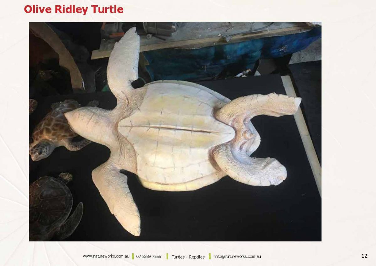 Natureworks Australia Natureworks Turtles Page