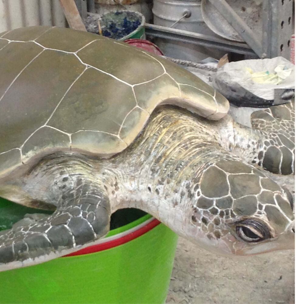 Olive Ridley Turtle sculpture - museum quality - showing angle view- in production at Natureworks studio
