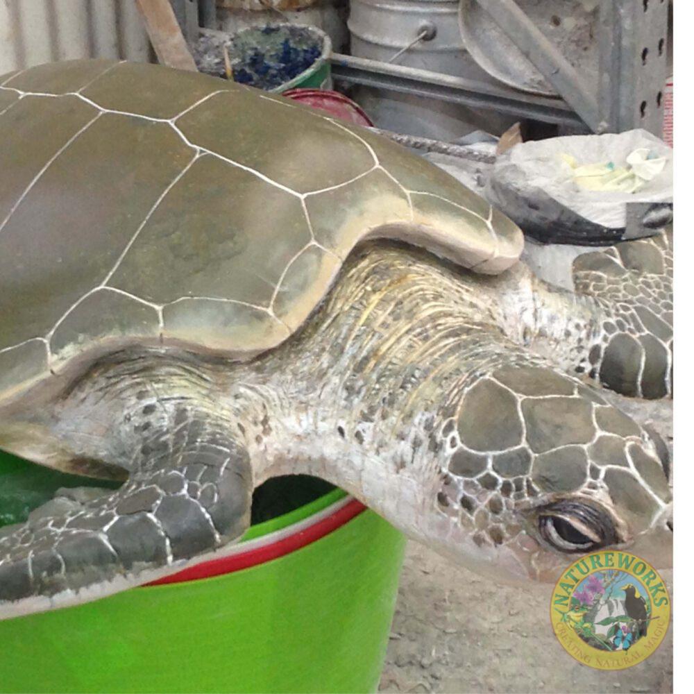 Natureworks Australia Olive Ridley Turtle sculpture - museum quality - showing angle view- in production at Natureworks studio