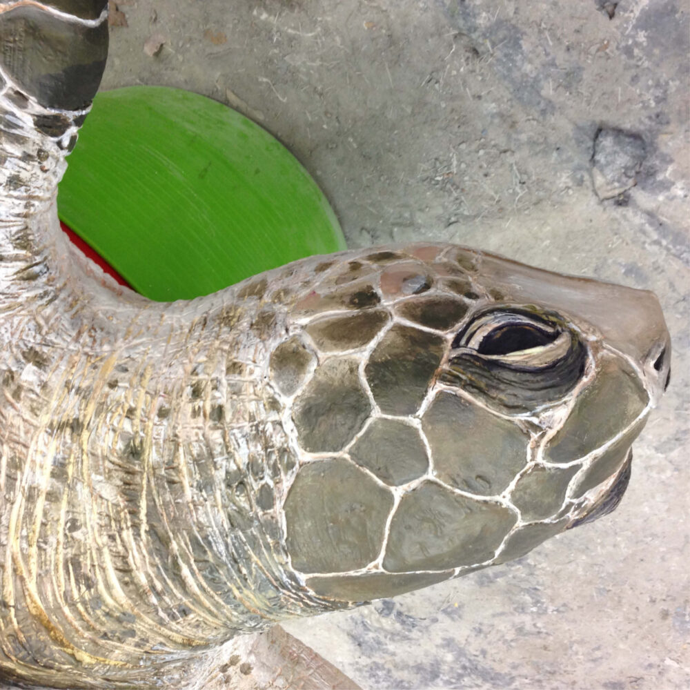 Olive Ridley Turtle sculpture - museum quality - showing head view close up - in production at Natureworks studio
