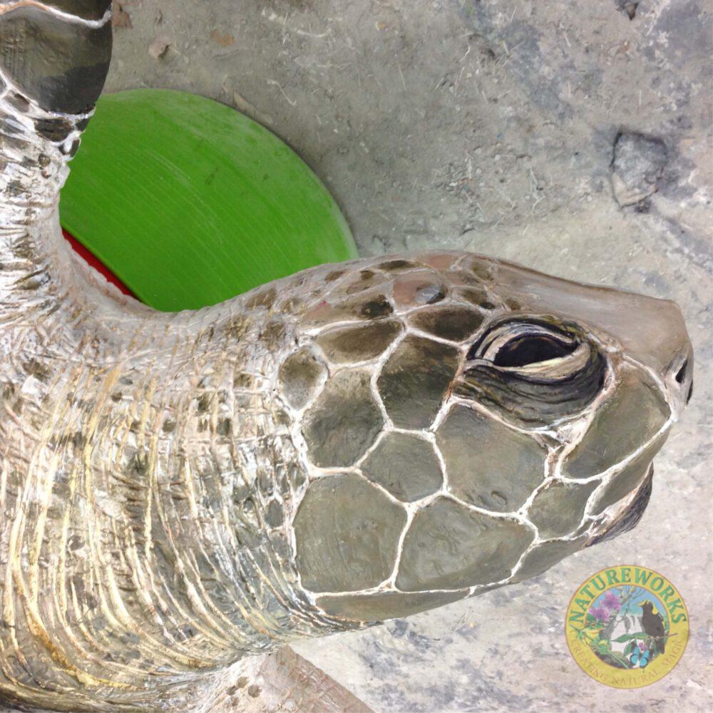 Natureworks Australia Olive Ridley Turtle sculpture - museum quality - showing head view close up - in production at Natureworks studio