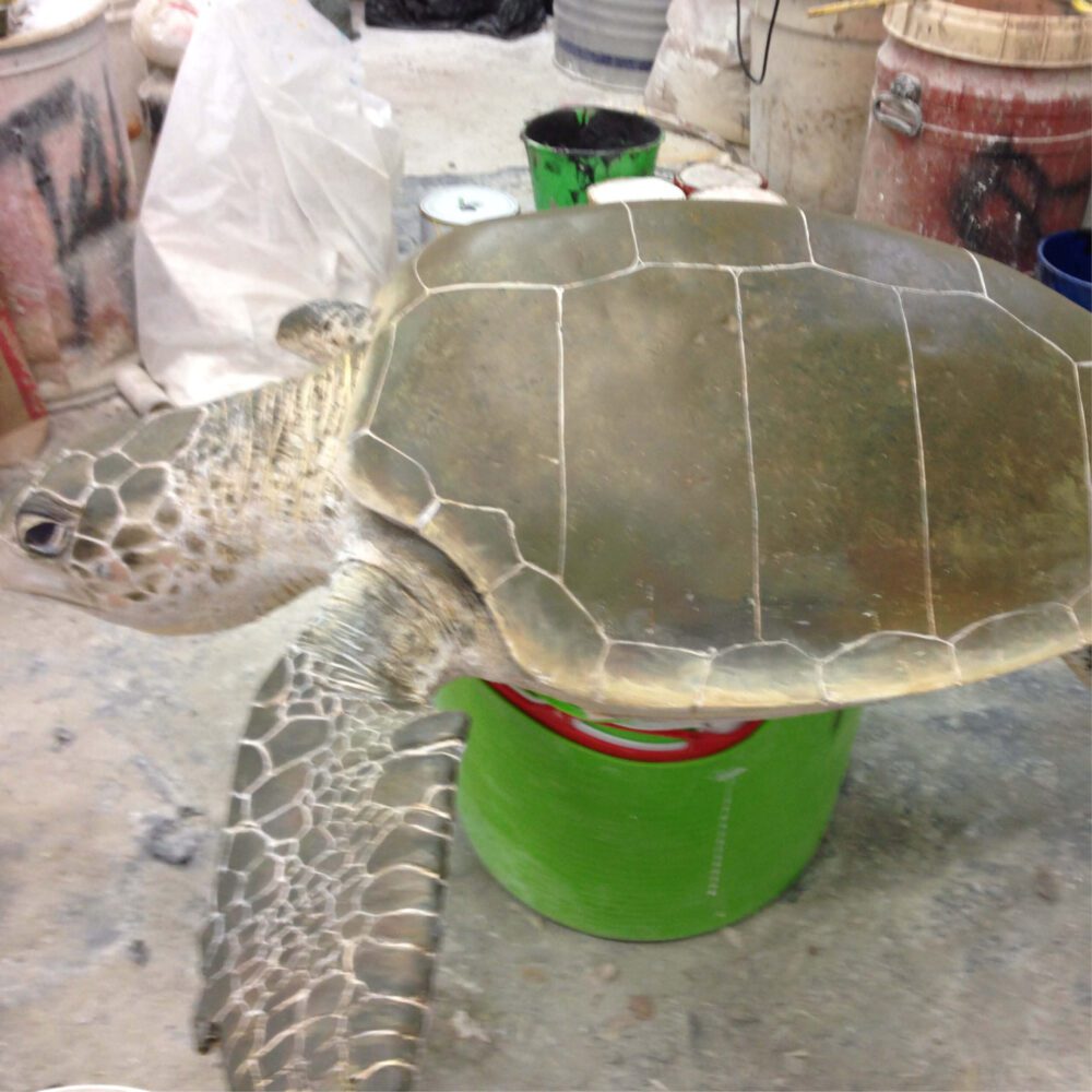 Natureworks Australia Olive Ridley Turtle sculpture - museum quality - showing top view - in production at Natureworks studio