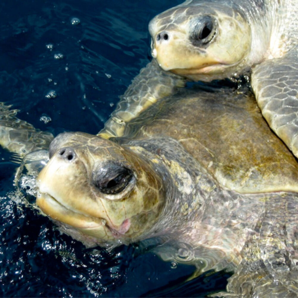 Olive Ridley Turtle sculpture - reference photo for production team