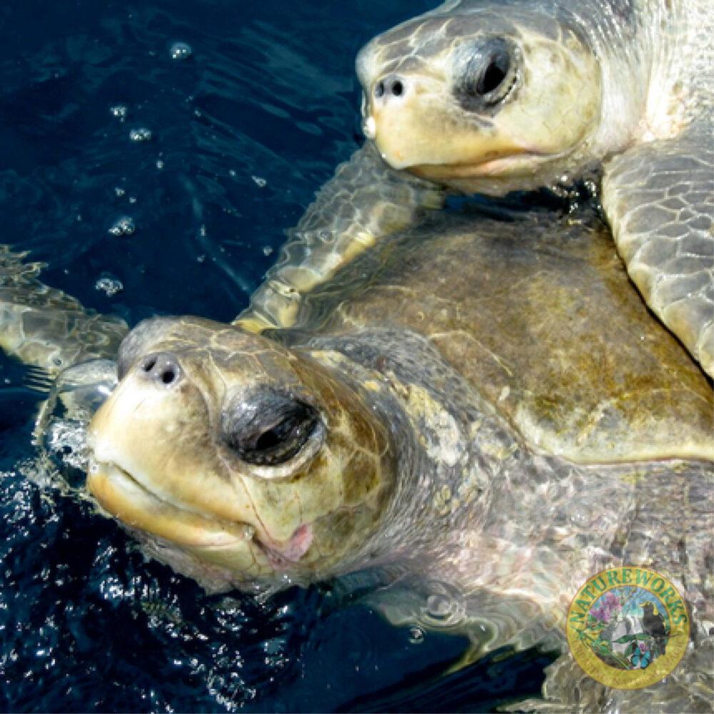 Natureworks Australia Olive Ridley Turtle sculpture - reference photo for production team