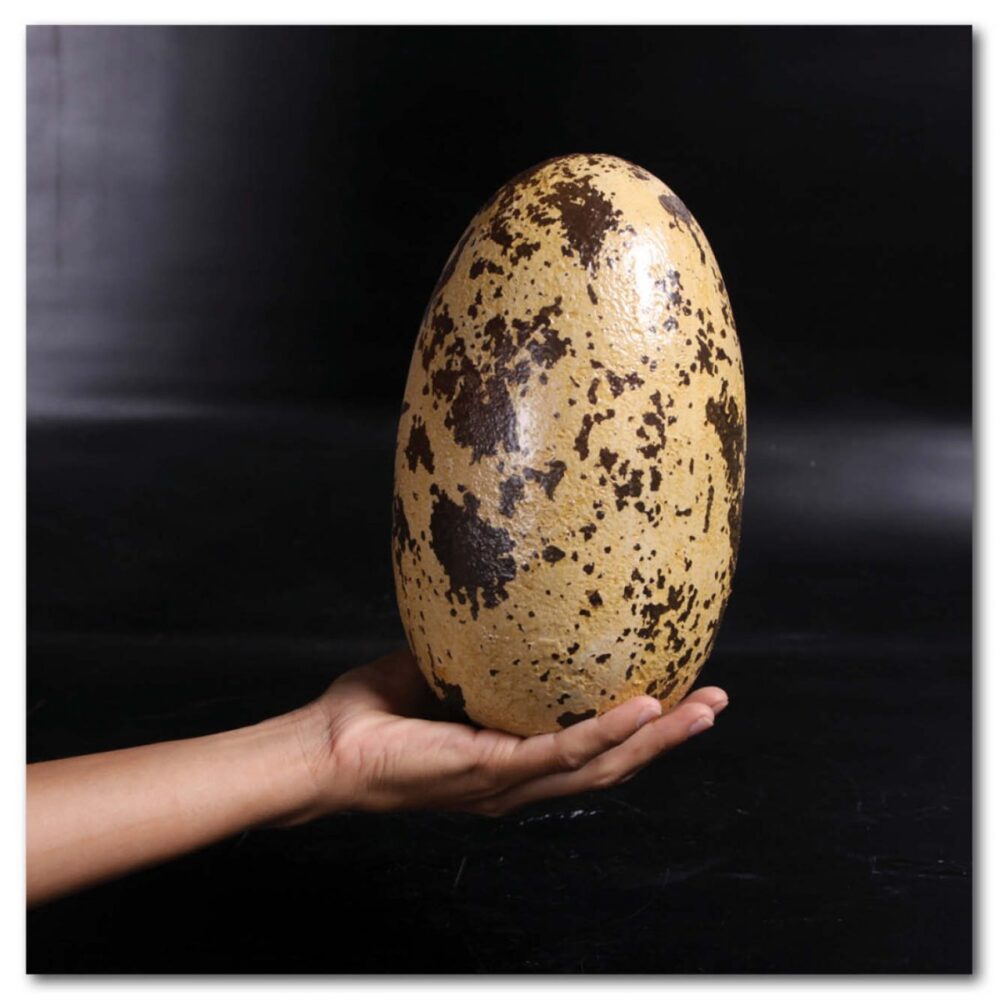 Prehistoric Dinosaur Eggs Theropod  inch Product Image V px px
