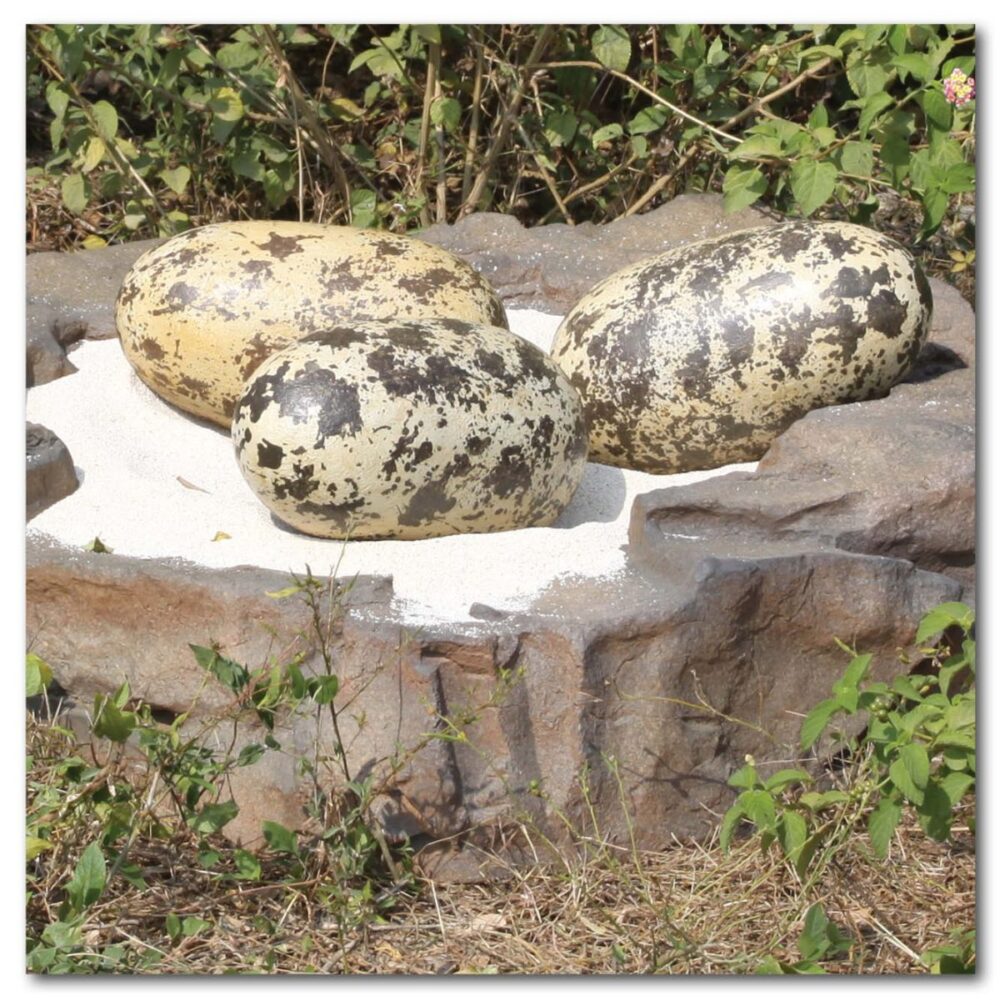 Prehistoric Dinosaur Eggs Theropod eggs inch with nest Product Image V px px