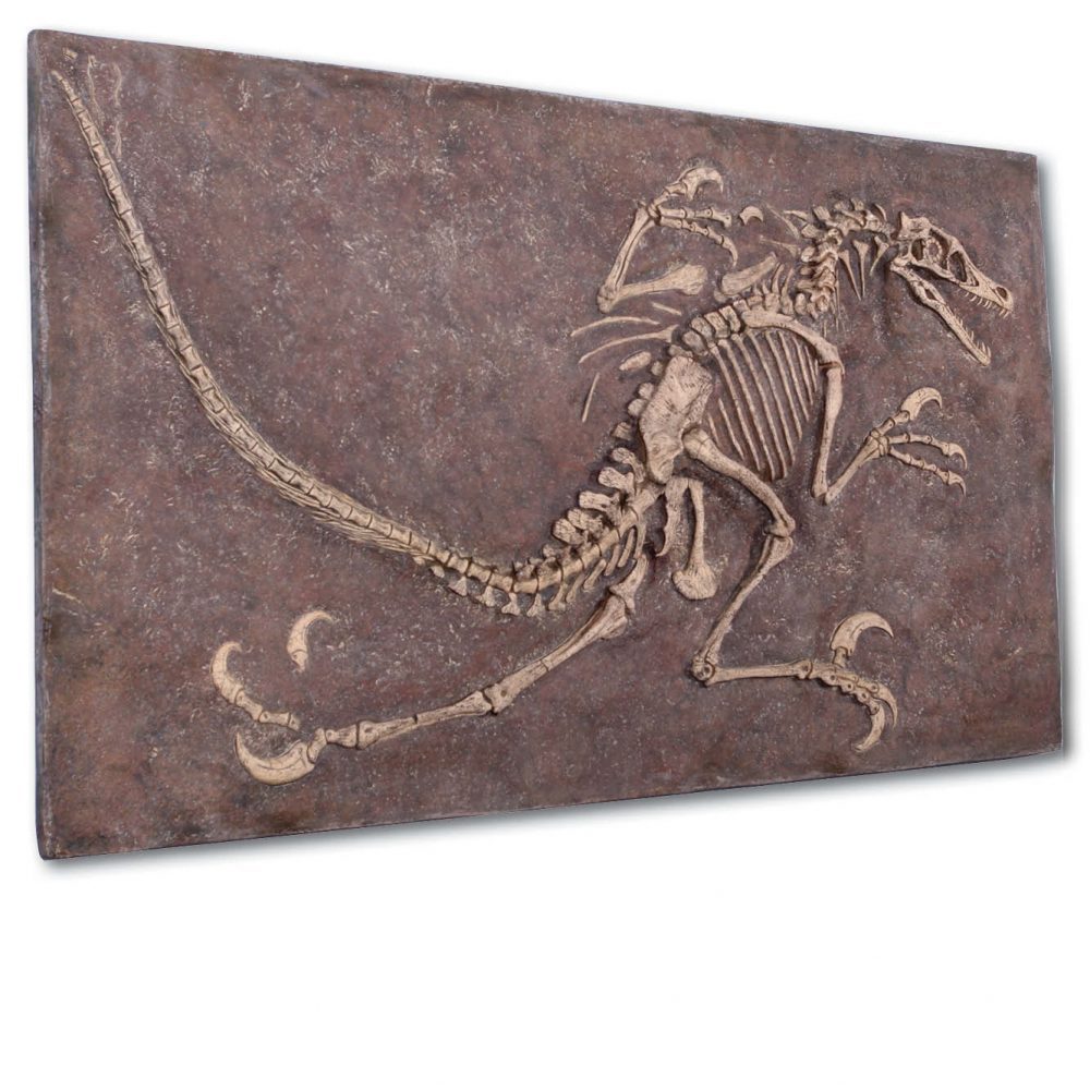 Prehistoric Dinosaur Fossil Digs Velociraptor Natural without sides Product Image  px px