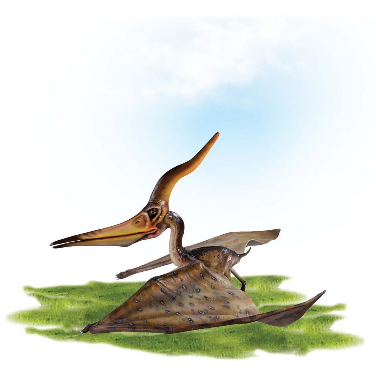 Natureworks Australia Prehistoric Dinosaur sculpture Pteranodon Ingens standing wings out Product Image V px px