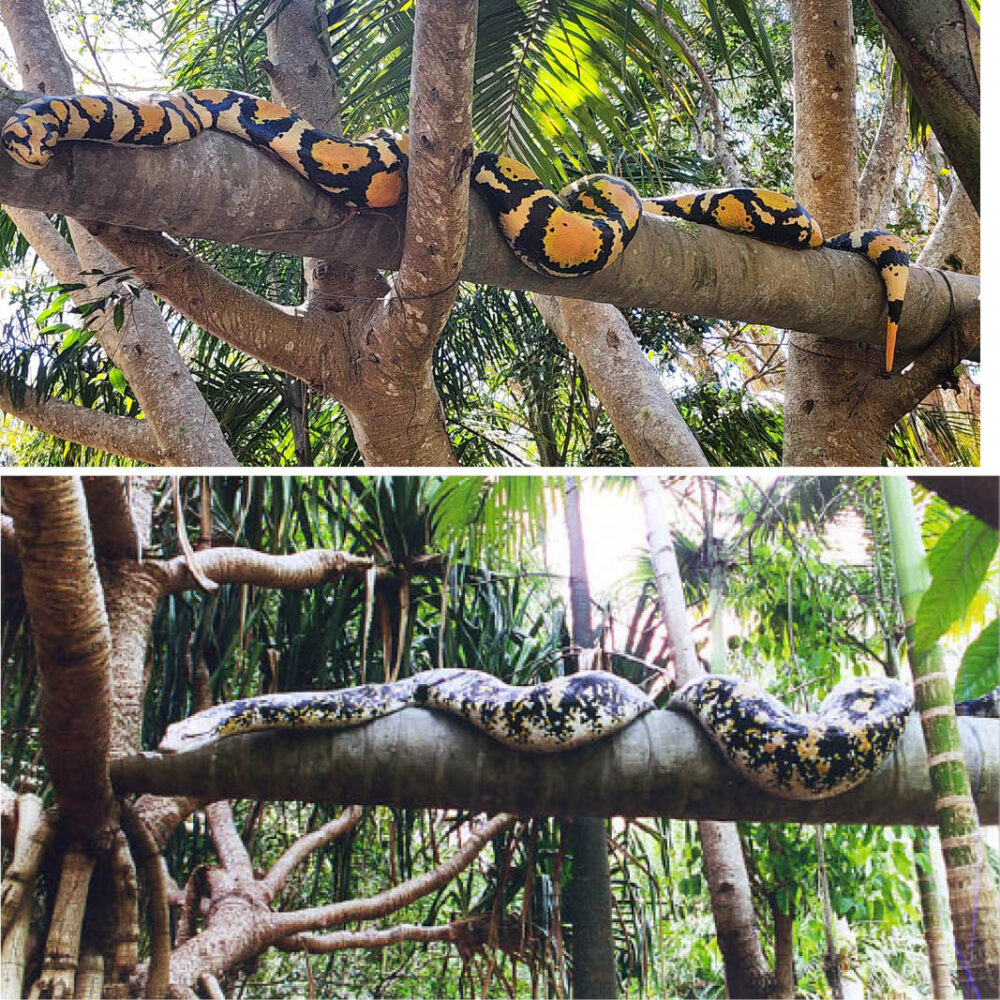 Reticulated Python on tree branch- NW.RPS-OTL
