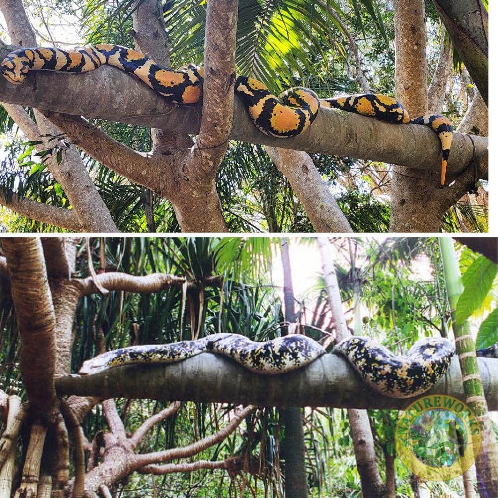Reticulated Python on tree branch- NW.RPS-OTL