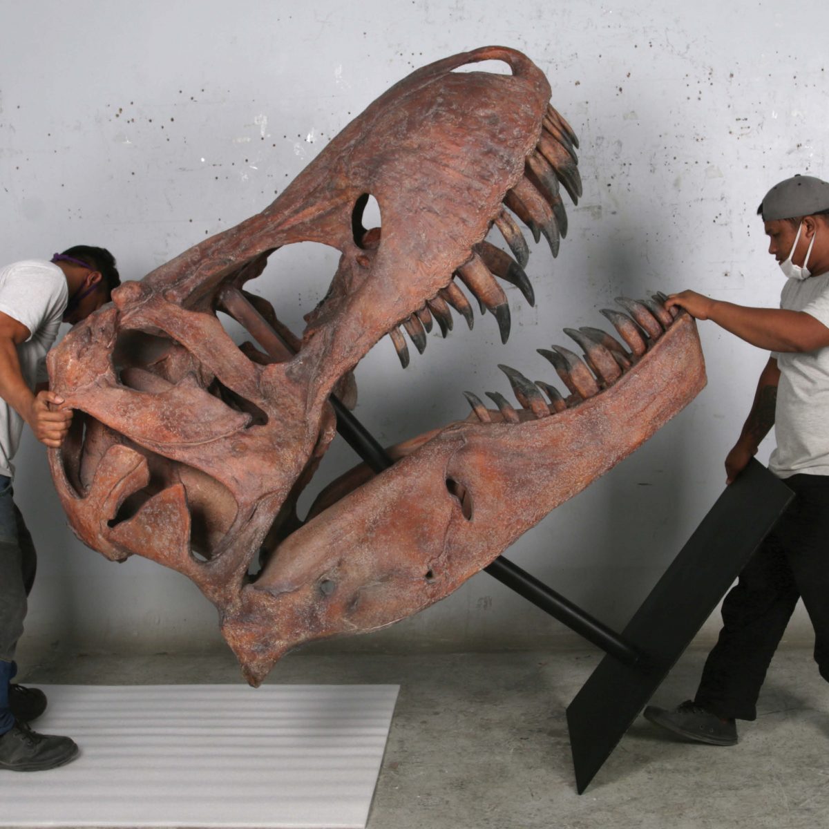 Natureworks Australia Tyrannosaurus Rex skull, measuring 172cm high -sculpture