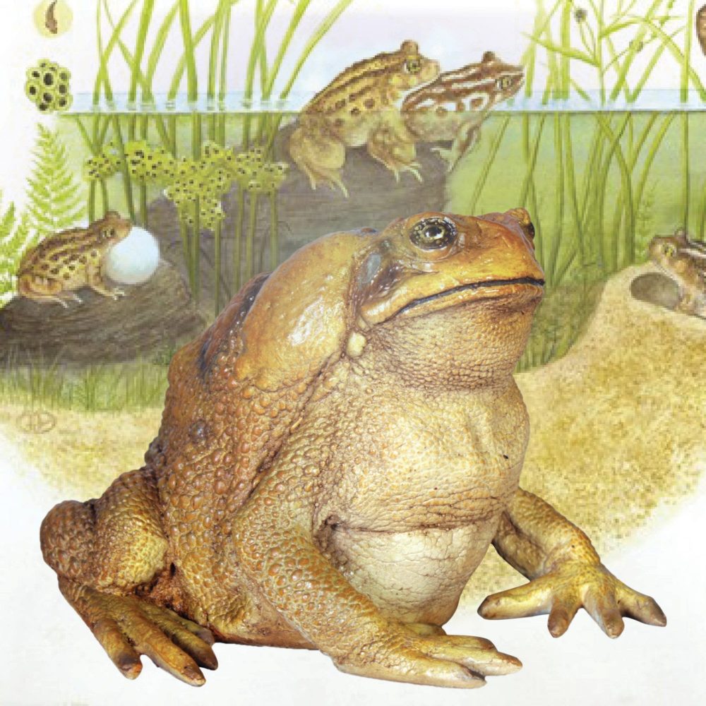 Toads