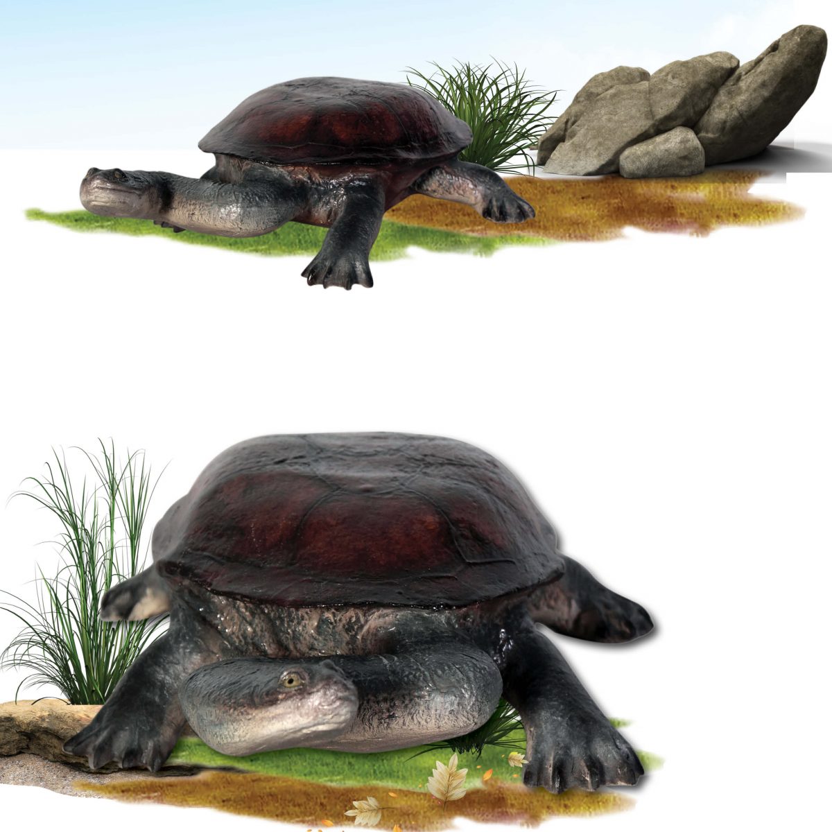 Natureworks Australia Cute long necked freshwater turtle statue - Life-size