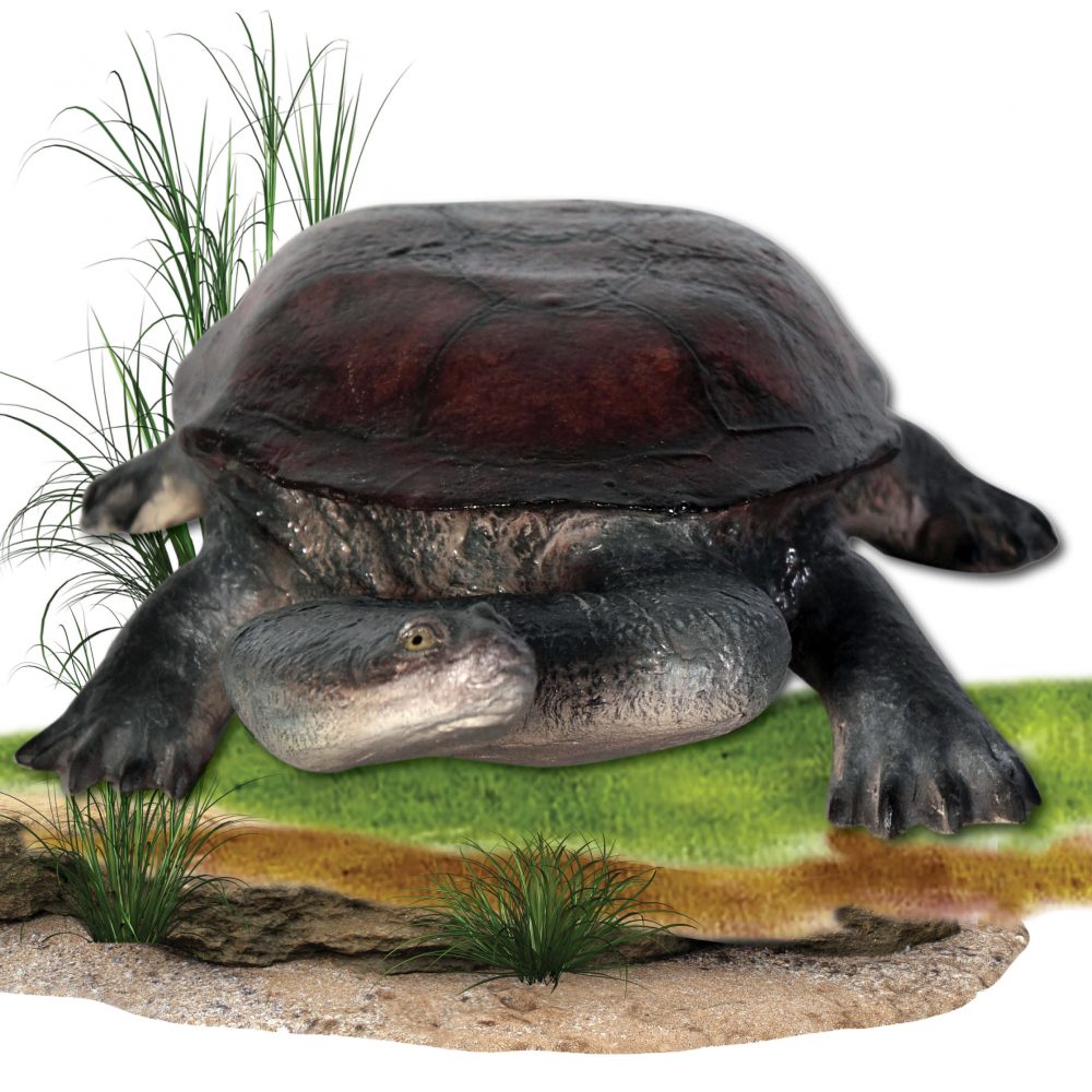 Turtle - long necked freshwater turtle statue
