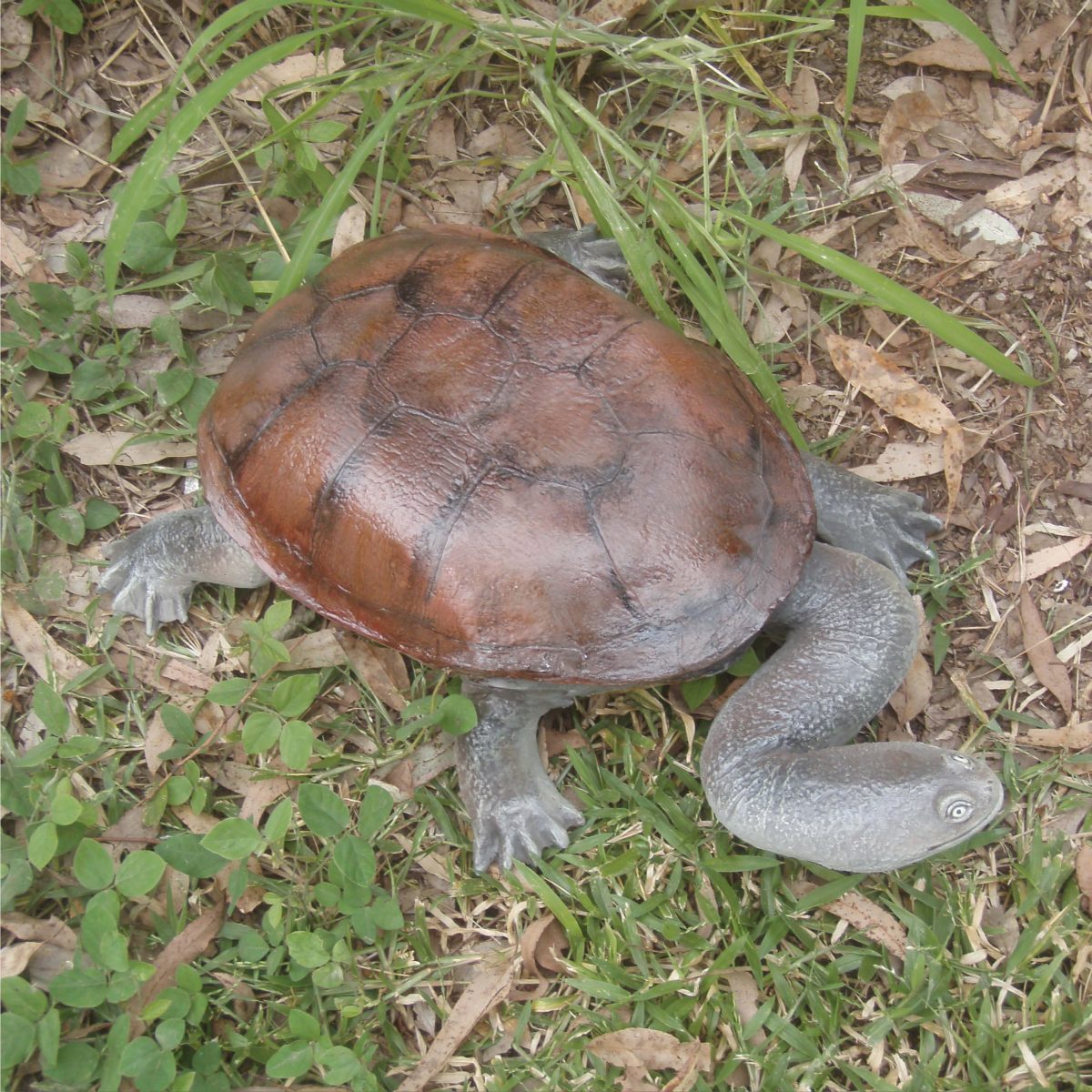 Natureworks Australia Cute long necked freshwater turtle statue - Life-size - top view