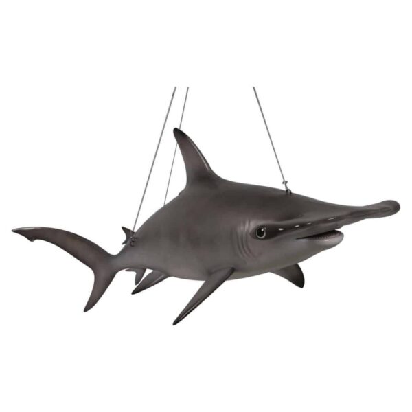 ScallopedHammerheadSharkft Hangingphoto