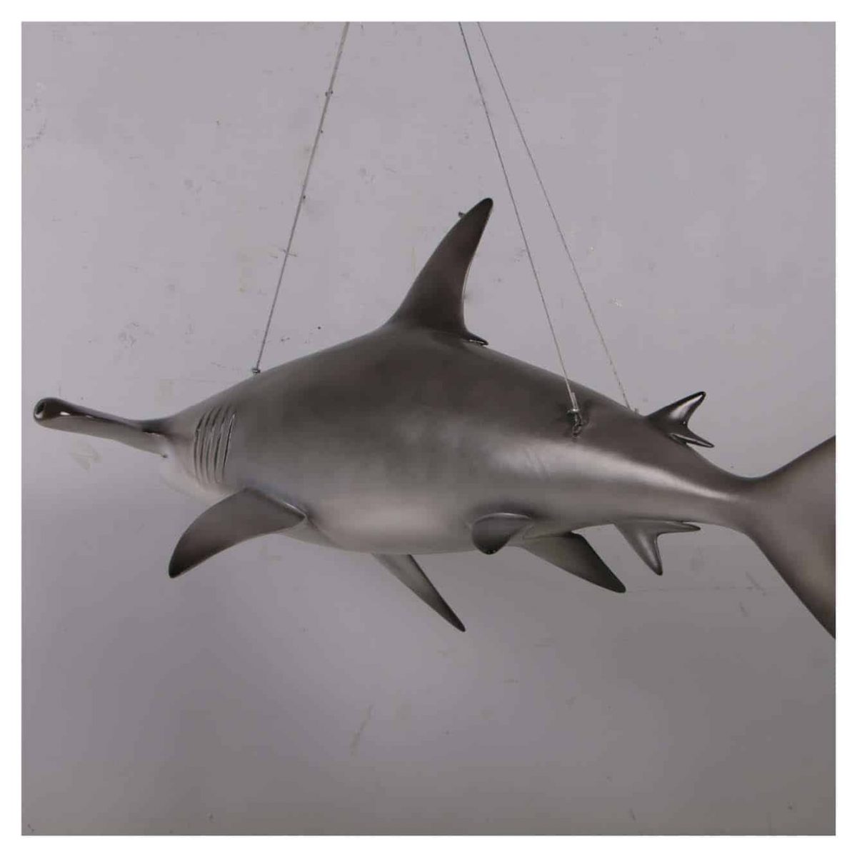 Natureworks Australia ScallopedHammerheadSharkft Hangingphoto rearview