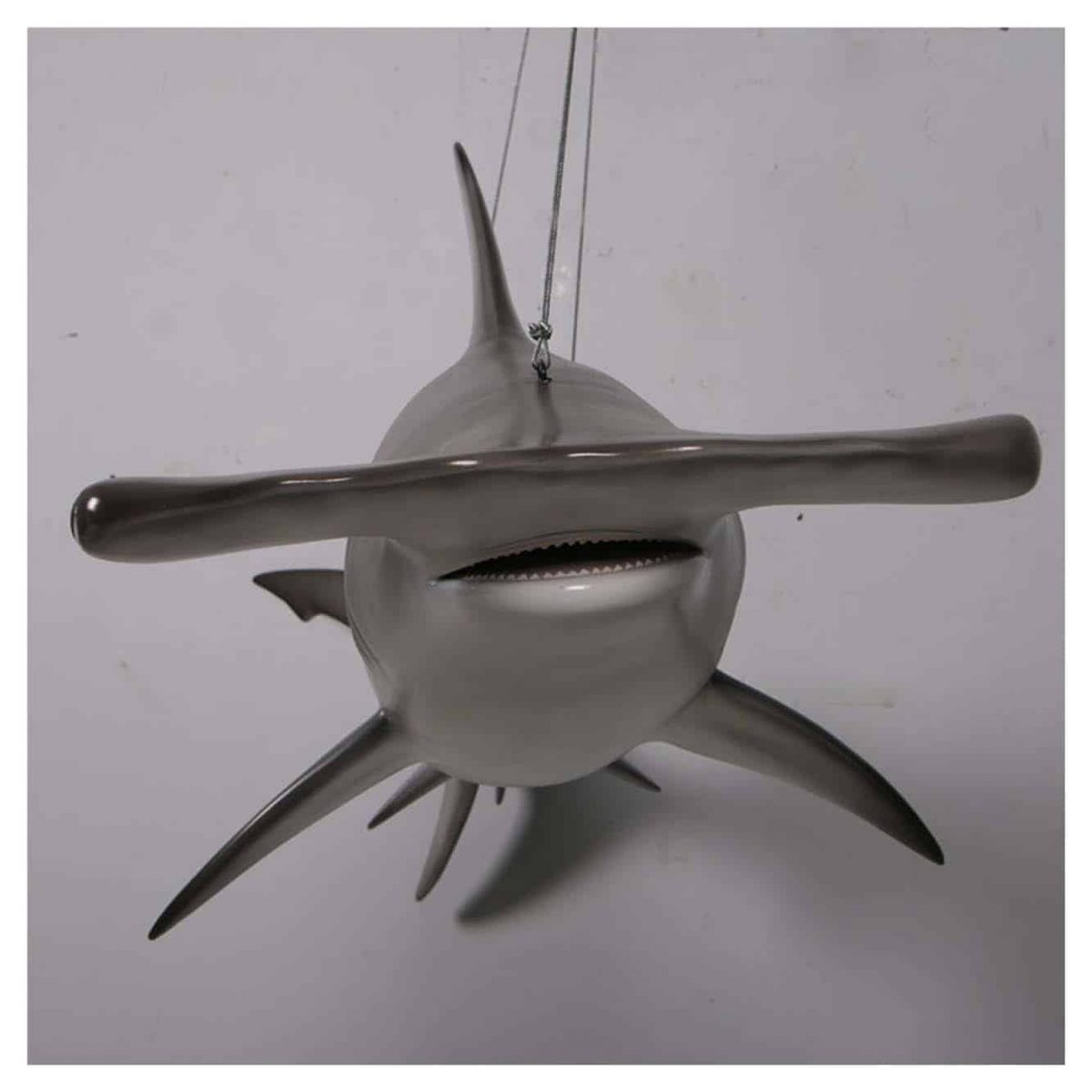 Natureworks Australia ScallopedHammerheadSharkft Hanging FrontViewshowinghammerhead detailphoto